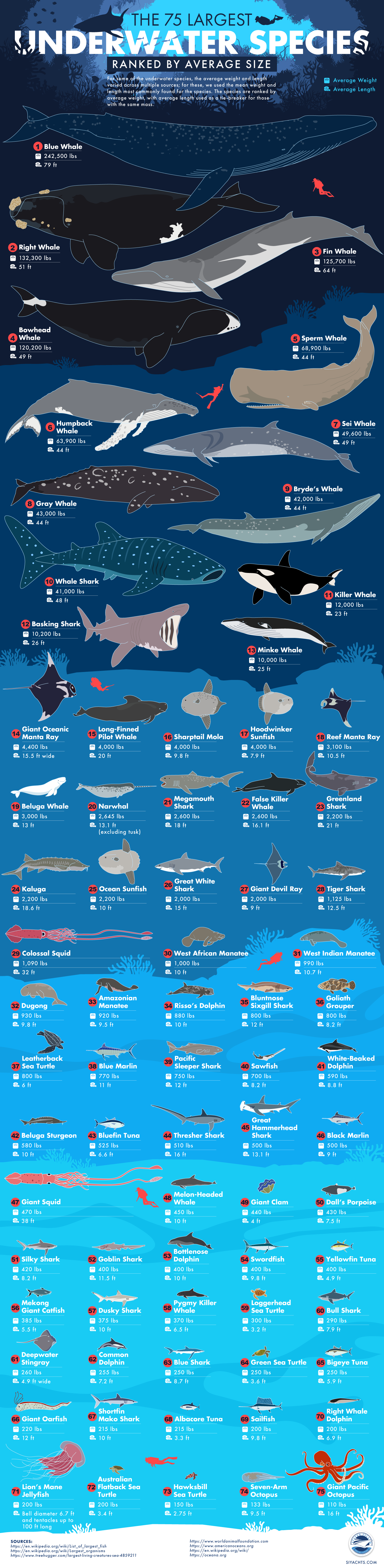 The 75 Largest Underwater Species